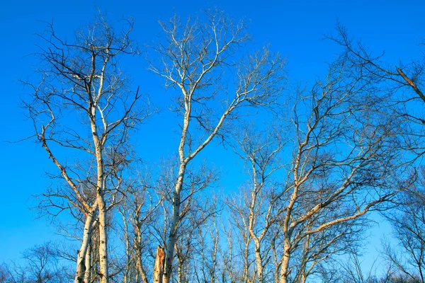 Немає Листя Гілках Дерев Взимку — стокове фото