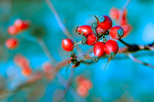 Red dog-rose plant in november . Eurasian wild rose berry . Autumn in details