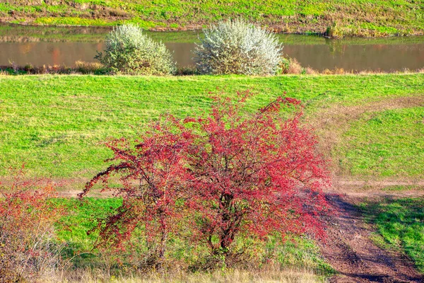 Espectacular Naturaleza Ribereña Otoñal Árbol Rojo Prado Verde Temporada Otoño —  Fotos de Stock