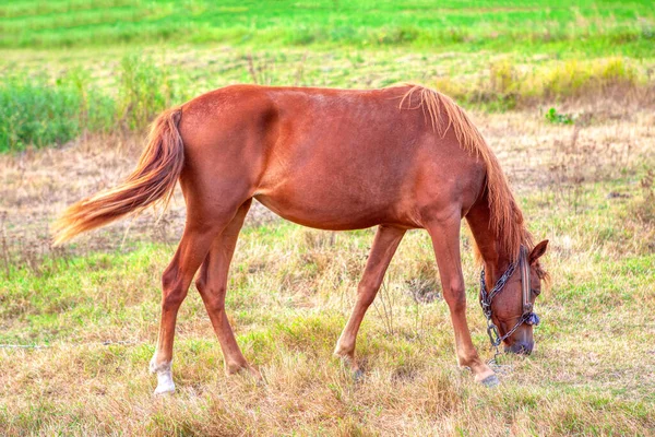 Jovem Cavalo Castanho Pastar Animal Doméstico Pasto — Fotografia de Stock