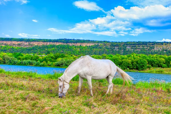 Cheval Blanc Sur Prairie Pâturage Mare Bord Rivière — Photo