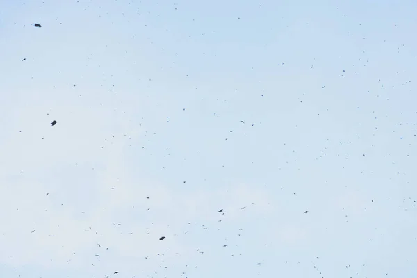 Pássaros Voando Alto Céu Rebanho Corvos Céu — Fotografia de Stock
