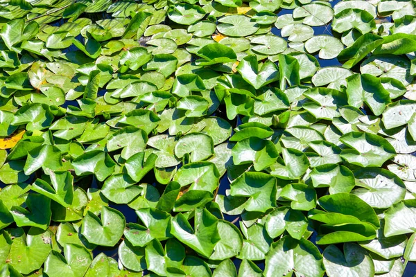 Water Lily Green Leaves Background Tropical Plants Pond — Stock Photo, Image