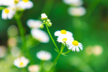 Yeşil doğal arka planda papatya çiçekleri