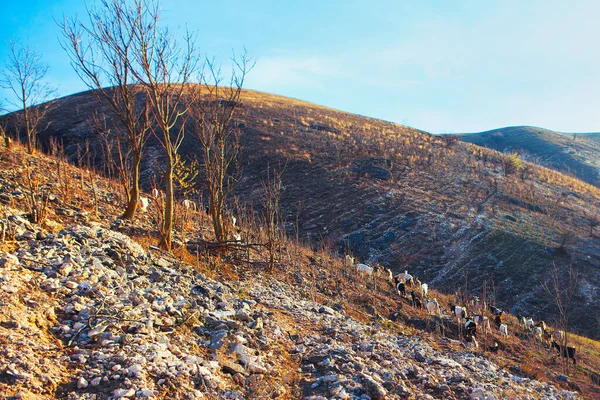 Herd Van Wilde Geiten Wandelen Rotsachtige Bergen — Stockfoto