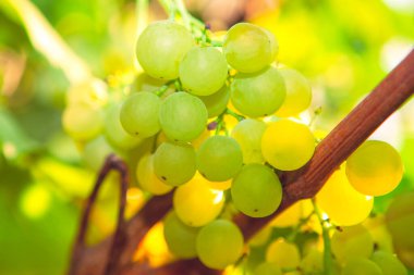 Tatlı bir tat ile olgunlaşmış Riesling üzümü 