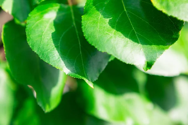 Hojas Albaricoque Verde Árbol — Foto de Stock
