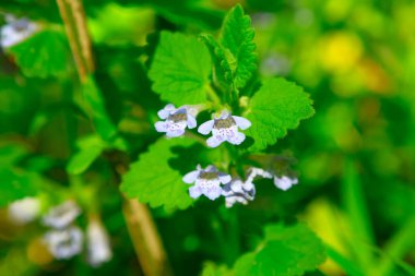Yazın kır çiçekleri ve yeşil yapraklar