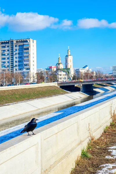 Kråka Flodsidan Bahlui Floden Iasi Stad Rumänien — Stockfoto