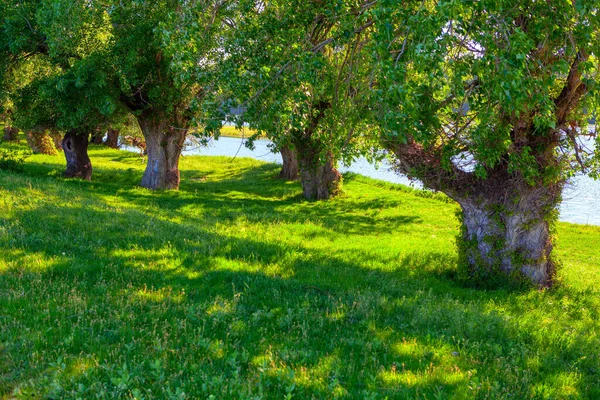 Tropische Küstenbäume Grünes Flussufer Mit Baumschatten — Stockfoto