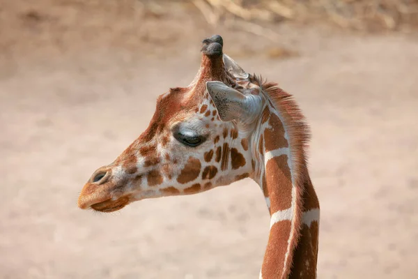 Portrait of Cute Giraffe . African animal