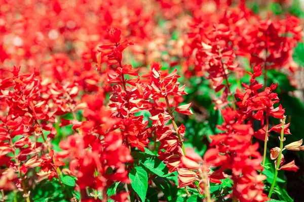 赤花模様 庭のサルビアの花 — ストック写真