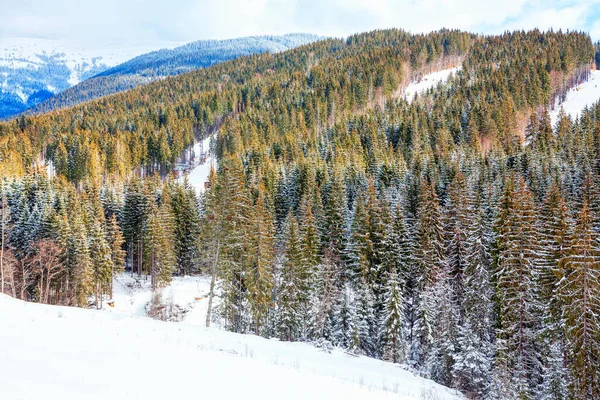 Jehličnatý Les Zasněženém Kopci Lyžařské Turistické Středisko — Stock fotografie