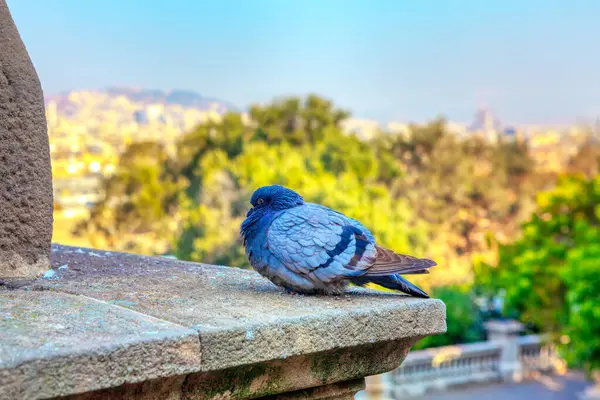 Голуб Стоїть Краю Даху Міський Птах — стокове фото