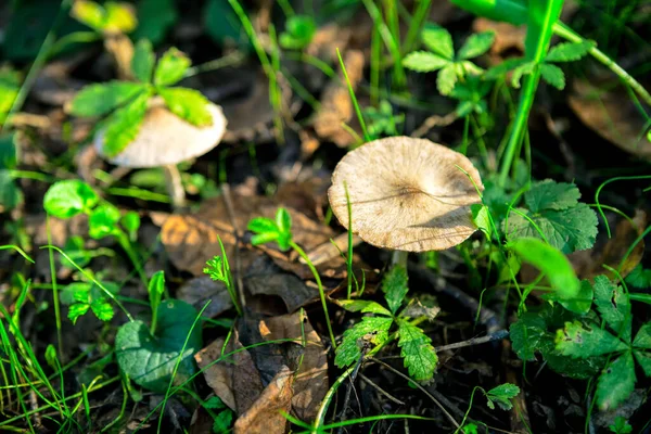 森の中で成長するキノコと緑の植物 未栽培植物 — ストック写真