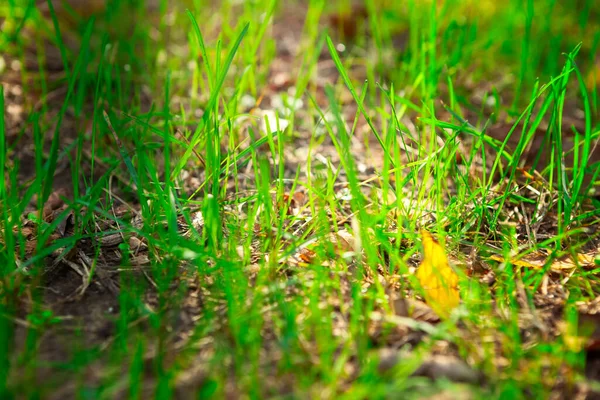 日光のある緑の森の草 — ストック写真
