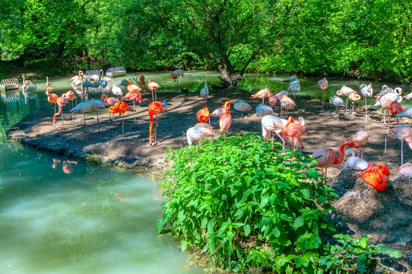Flamingo Exotischen Park Paradiesvögel — Stockfoto