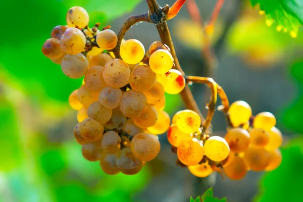 Nieuprawiane Winogrona Słodkie Owoce Jesienią — Zdjęcie stockowe