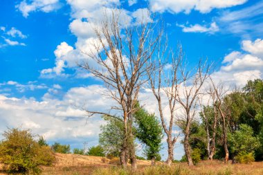 Doğadaki kuru ağaçlar. Yaz doğal manzarası 