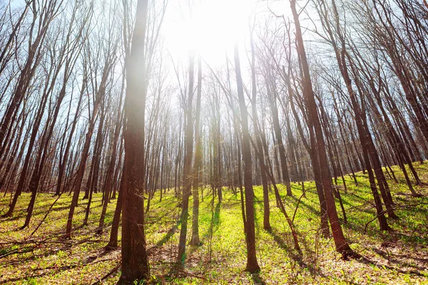 Jarní Lesy Sluneční Svit Lese — Stock fotografie
