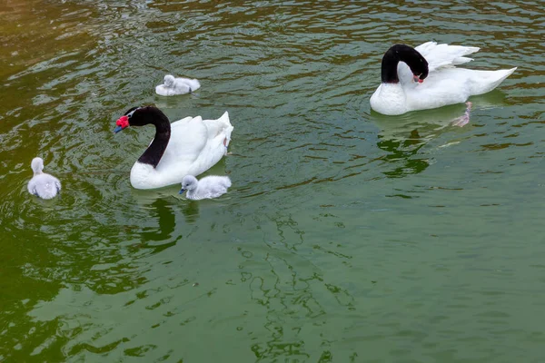 Cigno Dal Collo Nero Famiglia Uccelli Rari Uccelli Acquatici Nativi — Foto Stock