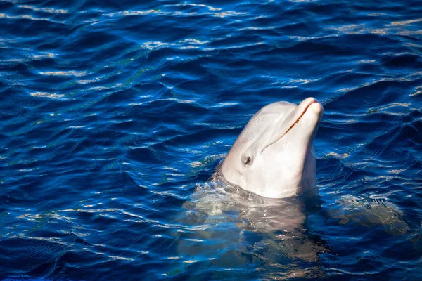 Lächelnder Delfin Porträt Eines Delfins Wasser — Stockfoto