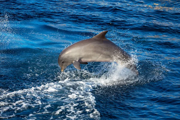 Springender Delfin Blauen Wasser Fische Springen Mit Spritzern — Stockfoto