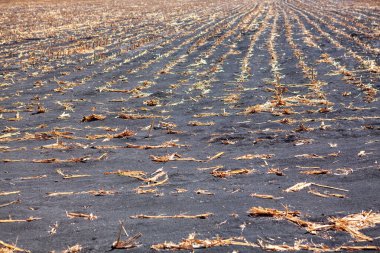 Hasattan sonra tarım alanı. Toplandıktan sonra mısır tarlası. Çernozem ile işlenebilir toprak