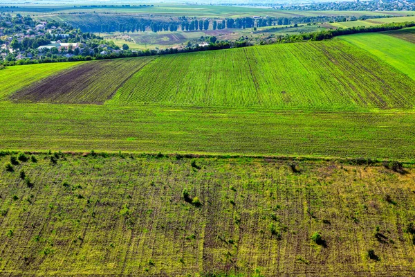 Zielone Pola Rolne Wieś Wiosnę Grunty Uprawne Zielone Pola Pszenicy — Zdjęcie stockowe