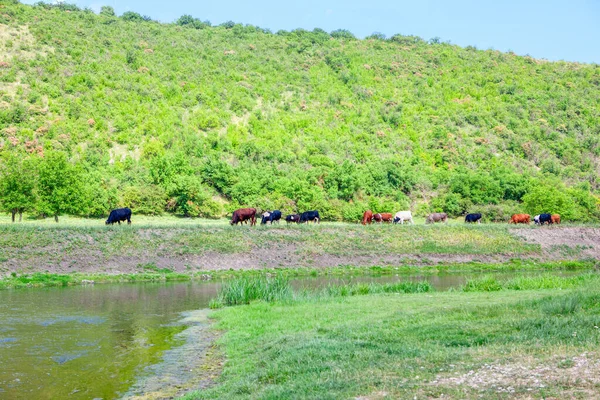 Cenário Verde Com Vacas Pastoreio Gado Beira Rio — Fotografia de Stock