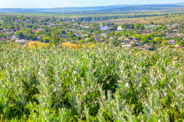 Unkultivierte Pflanzen Rustikaler Umgebung Dorfblick Aus Der Luft — Stockfoto