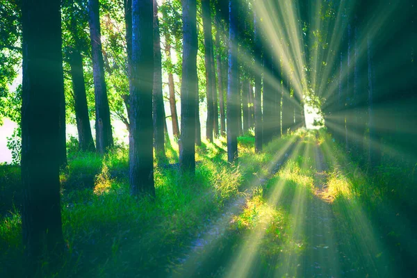 Les Slunečním Světlem Mezi Stromy Svítilo Slunce Procházková Stezka Lese — Stock fotografie