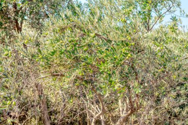 Yeşil dallı zeytin ağacı 