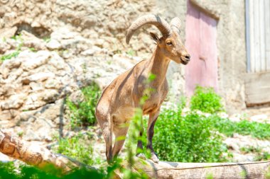 Daghestan turu hayvanı. Capra silindirik kornisi. Doğu Kafkas Tur