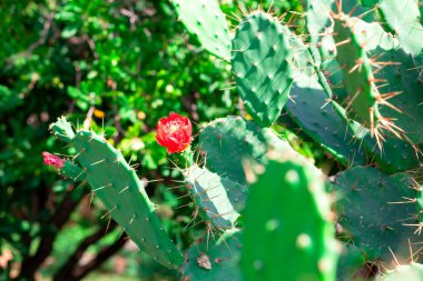 Çiçek açmış Opuntia mikrodasys kaktüsü. kırmızı kaktüs çiçeği