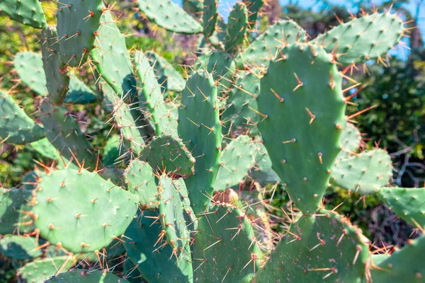 Beaver Tail Cactus Groeit Mexico Woestijngebieden — Stockfoto