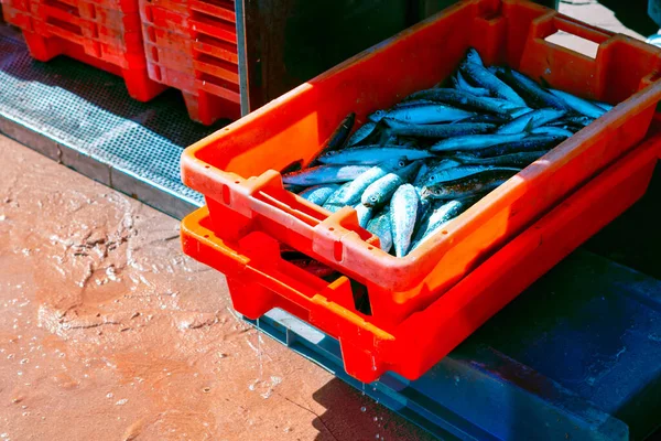 Σαρδέλα Στο Καλάθι Αλιευτική Βιομηχανία Βιομηχανία Θαλασσινών Παραγωγή Τροφίμων — Φωτογραφία Αρχείου