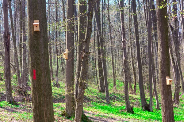 Vogelhuisjes Aan Bomen Het Voorjaar — Stockfoto