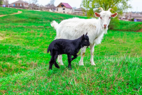 Lamb Mother Goat Black White Animals Domestic Animals Meadow — Stock Photo, Image