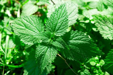Isırgan yeşili yaprak. Urtica Dioica. Bitkisel ilaçlarda kullanılan bitki.
