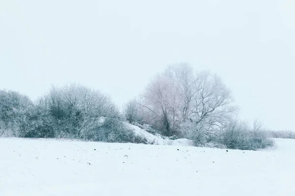 Kış Karlı Doğa Beyaz Karlı Tarlada Ağaçlı Manzara — Stok fotoğraf