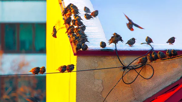 Hejno Ptáků Střeše Urban Starlings Stojící Zasněžené Střeše — Stock fotografie