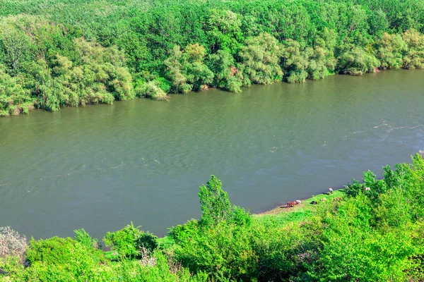 Vista Aérea Del Bosque Verde Río Riverside Primavera Naturaleza Drone — Foto de Stock