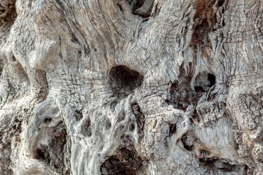 Sert Ağaç Kabuğu. Çürümüş ahşap doğal doku. 