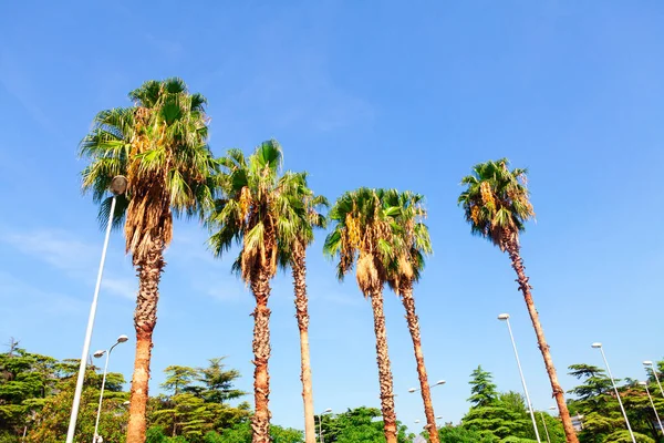 Palm trees and street lamps. Evergreen tropical nature