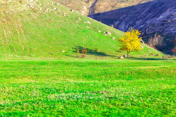 Árbol Amarillo Prado Verde Maravilloso Paisaje Pie Las Montañas —  Fotos de Stock