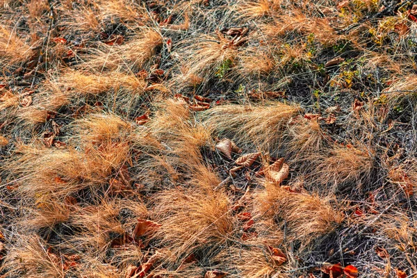 Erba Secca Foglie Sfondo Piante Autunnali Terra — Foto Stock