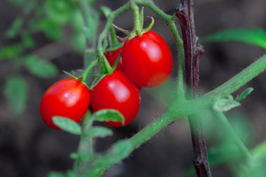 Bahçedeki bir dalda kiraz domatesleri. Salata için sağlıklı sebzeler