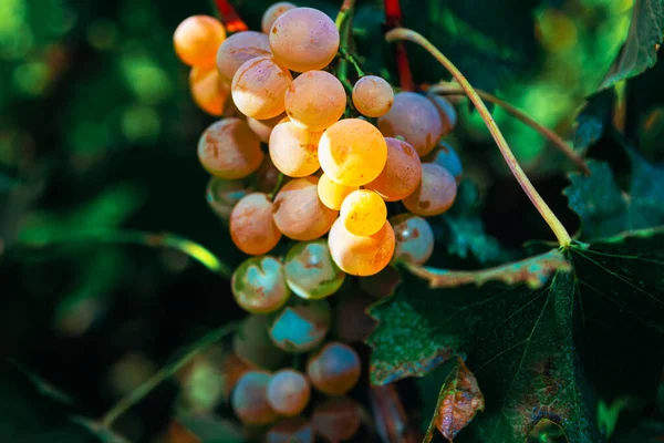 Des Grappes Raisin Suspendues Dans Vigne Raisin Doux Savoureux Dans — Photo