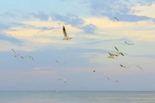 Чайки Літають Над Морем Ввечері — стокове фото